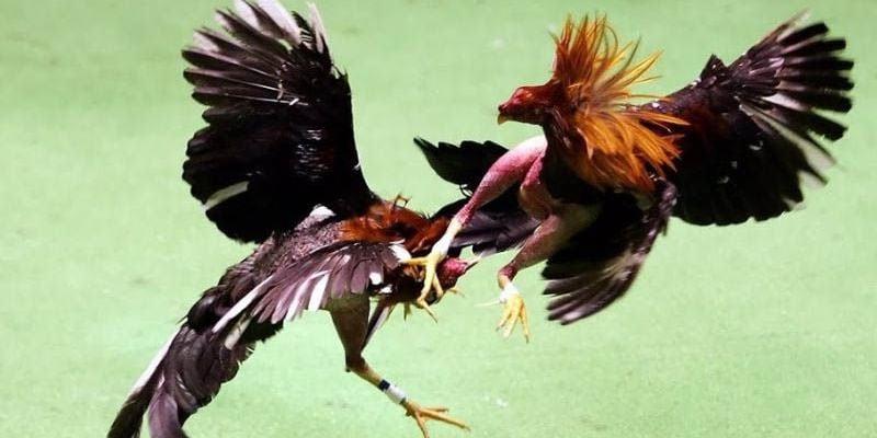 Đối tượng tham gia chương trình thưởng đá gà thắng liên tiếp