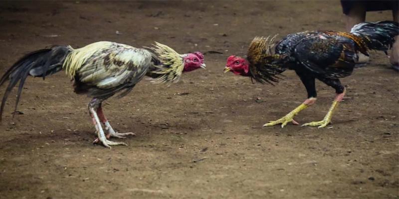 Tìm hiểu thể lệ chương trình đá gà thắng liên tiếp nhận thưởng hấp dẫn